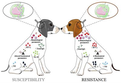 An Overview of Immunotherapeutic Approaches Against Canine Visceral Leishmaniasis: What Has Been Tested on Dogs and a New Perspective on Improving Treatment Efficacy